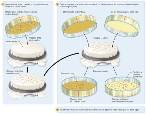 how to clean replica cloth biology|replica plate colonization.